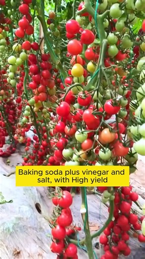 1.1M views · 11K reactions | Good tips for taking care of plants #gardening #garden #gardeningtips #gardenlife #gardeninspiration #gardenideas #gardenlove #gardendesign #gardenersofinstagram #gardenersworld #garden_styles #gardenphotography #gardenlovers #gardenerslife #gardenart #gardenbeauty #gardensofinstagram #gardenplants #gardenviews #gardenersparadise #gardenista #gardeningcommunity #gardenloversclub #gardenaddict #gardeners #gardenerslife | Pro Gardening | Facebook