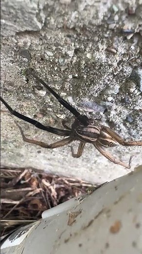 Backyard Battle - Frog vs. Spider Showdown Goes Hilariously Wrong! #spider #frog #nature #animals