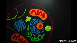 Golgi Apparatus Animation on Make a GIF