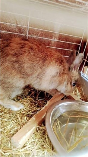 #rabbit mon caramel et trop mignon