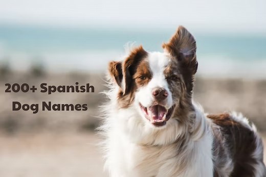200  Spanish Dog Names (With Meanings)