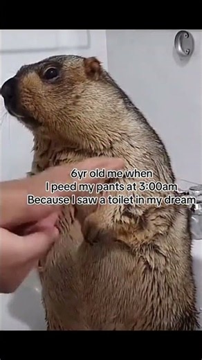 #floptok #tiktok #memes #floptropica #funny #shorts #fyp #viral