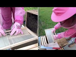 How to Install new honey bee package into hive