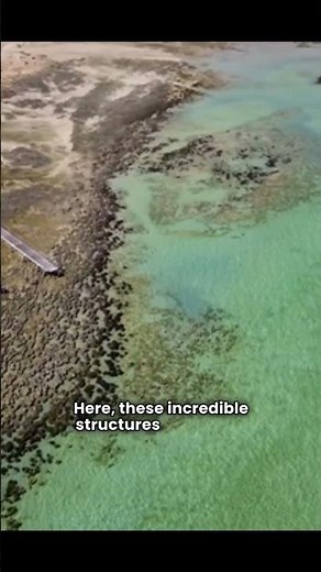 “Shark Bay Stromatolites: Earth’s Oldest Lifeforms” #WorldFacts #DidYouKnow #AmazingFacts