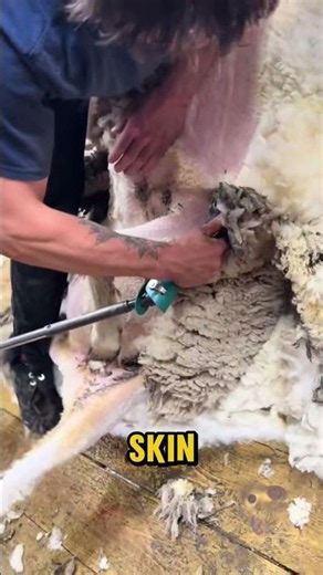 Why Do Sheep Need to Be Sheared? The Real Reason May Surprise You!