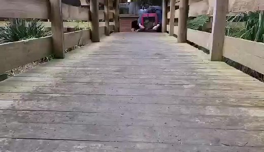 Stampede!! Australian Alpine dingo pups.#australia #dingo #conservation #australianwildlife #cute #fyp #puppies