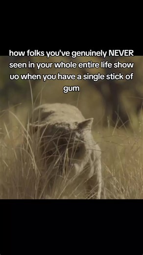 Discovering the Thylacoleo: A Giant Ice Age Predator