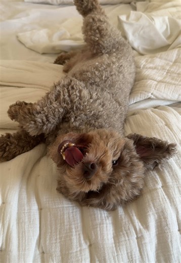 I always wanted a brothaaaaaaa #dogs #mufasa #poodle