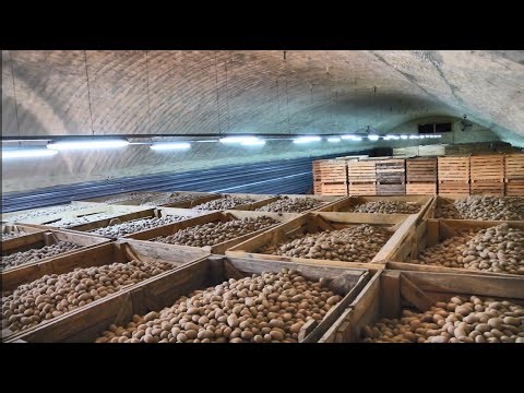 Behind the Scenes: Manufacturing High-Quality Potato Cold Storage BoxesPotato Box factory