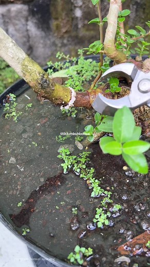 Cara Membentuk Perantingan Bonsai Sancang Tahap 2