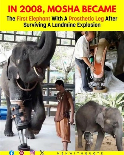 Moshe the Elephant: A Remarkable Journey of Strength and Survival 🐘💛