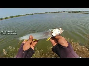 Cara Casting ikan payus/bandeng lanang di spot Tambak dengan Umpan minnow - ULTRALIGHT FISHING