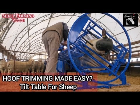 Testing Our New Sheep Tilt Table on Ram Lambs: Was It Worth It?