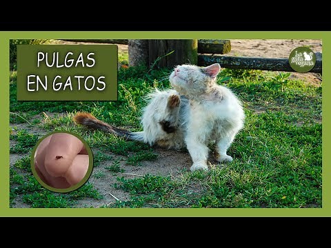 PULGAS EN GATOS ¿CÓMO QUITARLAS? | SABER SI LAS TIENEN, TRATAMIENTO NATURAL Y DESPARASITADORES APTOS