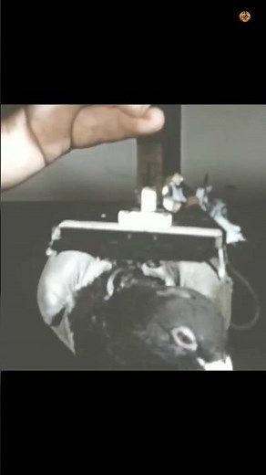 Pigeon-Guided Missiles! 😨🐦 | Project Orcon Explained