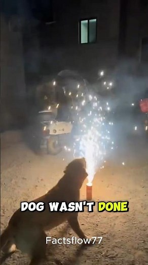 This dog is not afraid of fireworks 😂❤️