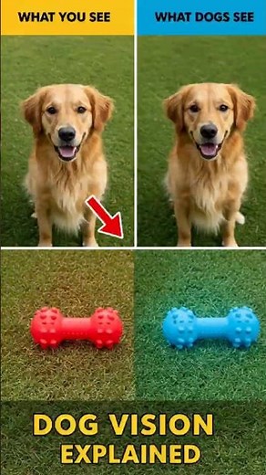 Can Dogs Really See Colors? 🐶🌈#dogvision #caninesight #shorts