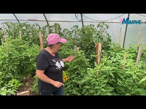 Pourquoi mes fleurs de tomates tombent-elles avant de donner un fruit? 🍅 Capsule Marthe Laverdière