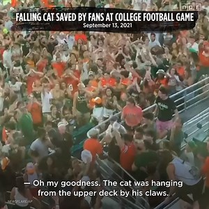 549K views · 6.8K reactions | A cat fell from a railing on the upper deck of Hard Rock Stadium and was miraculously saved with the help of some fans who catch the feline in an American flag. The incident took place during a game between the University of Miami Hurricanes and Appalachian State. | NPR | Facebook