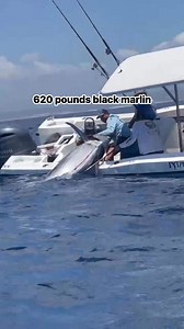 Big catch, Small boat: 620 pounds #blackmarlin landed by Local Captain Nicolás Miranda and his friends on a 26ft boat #superpanga In #sanjosedelcabo #fishing #loscabos #fy #sportfishing | Abigail Sportfishing