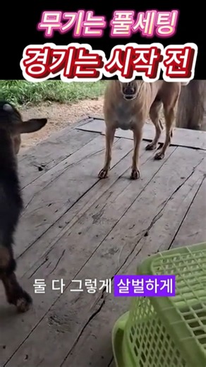 한 발도 "물러"서지 않는 개와 염소의 대치--**