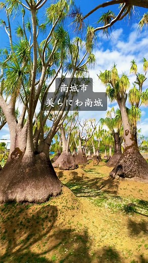 南城市美らにわ南城｜珍しい植物に出会えるスポット
