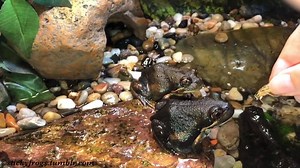 3.7K views · 229 reactions | 50% of the Pobblebonk Frog family have been Very Naughty today! | Stickyfrogs | Facebook