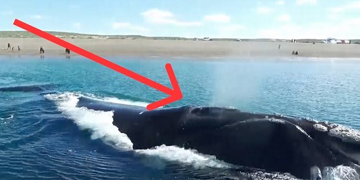 What's inside a whale's blowhole — and it's not seawater