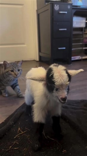 Cats' Unique Friendships: A Closer Look