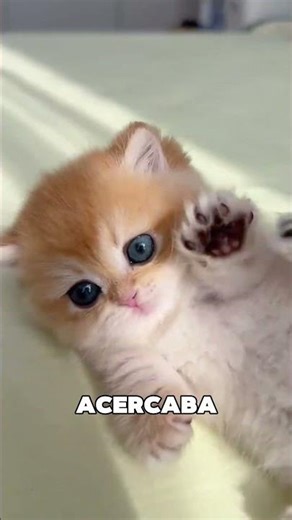 This Dad Adopted the Most Adorable Cat 🥺❤️