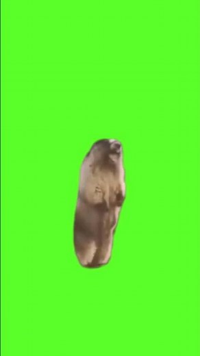 Screaming Beaver in the Woods Aaahhh | Green Screen for Memes #greenscreen #funnyanimals #memes