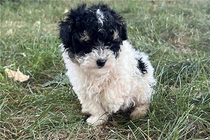 Ghost - Miniature Poodle Puppy BD1E02