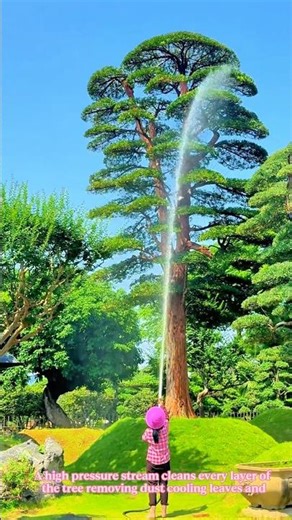 The real process of washing giant trees precise care behind beauty #work #farming