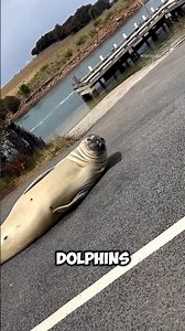 How Seals Sleep In Water😳 #didyouknow