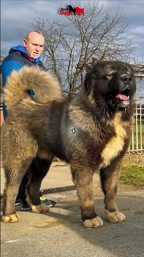 10 Dogs Powerful Enough to Face Wolves