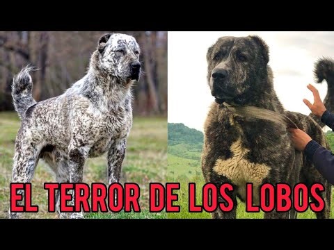 Alabai, the Most Powerful Dog in the World 🌎