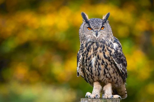 Why Owl Eyes Are Tubes and Not Balls Like Ours