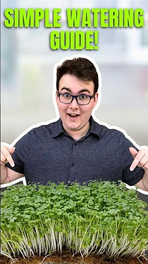 Microgreens Day-by-Day: Simple Watering Guide!