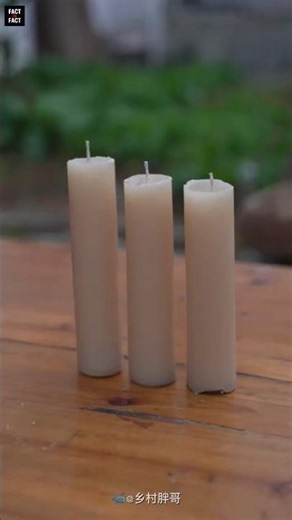 This is how candles were made from trees in the olden days!😱#factinfact