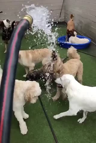 318K views · 6.8K reactions | There are two types of dogs......