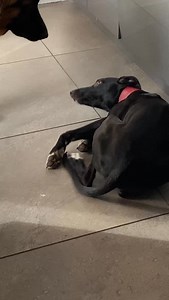 613K views · 8.4K reactions | Day 3️⃣3️⃣: Truth behind rolling over | MK9Plus_Dogs | Facebook