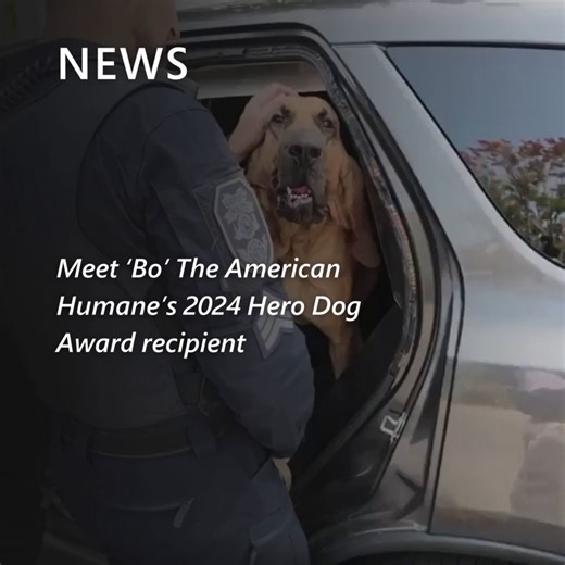 21K views · 117 reactions | The American Humane has crowned its 2024 Hero Dog! Meet Bo, the 18-month-old bloodhound from Gastonia Police Department, who’s earned the Hero Dog Award for his outstanding service. Watch more on this story: https://msft.it/6180W9Rkm #HeroDogAward #AmericanHumane | MSN | Facebook