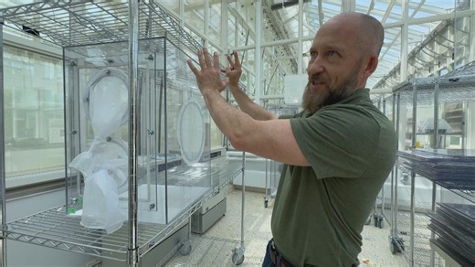 Project aims to save Nova Scotia's hemlocks