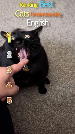 Ranking smartest cats understanding words #shorts #cats #intelligence