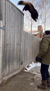 Wolverine pounces on a dude. #wolverine #wildlife #animals