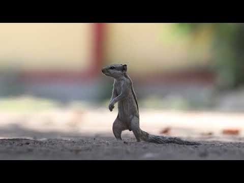 Tracking a Playful Squirrel in Real Time 🐿️