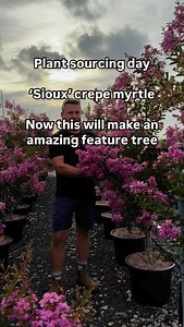 ‘Sioux’ crepe myrtle …. Surely this has to be one of the best summer flowering trees available #andrewstark #andrewstarkgardens #andrewstarkgardendesign #gardendesign #gardendesignmelbourne #hedges #topiary #pruning #gardenreno #gardenrenovation #gardenlovers #crepemyrtle #crepemyrtles #sioux #featuretree #summerflowers | Andrew Stark. Garden Design