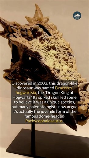 172K views · 2K reactions | Meet Dracorex hogwartsia, the Dragon King of Hogwarts. | Ancient Star | Facebook
