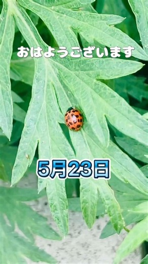 【家庭菜園】病気・虫食い対策‼️#家庭菜園#管理#shortsyoutube #shortsfeed #shorts #病気対策
