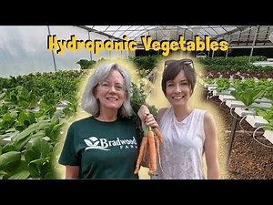 🌱 How to Grow Hydroponic Vegetables | Carrots, Tomatoes, Peppers & Lettuce